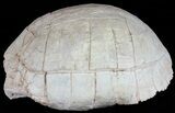 Huge, Fossil Tortoise (Stylemys) With Limb Bones #50817-3